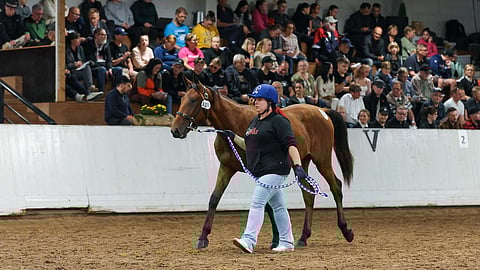Callela Albatross kiinnosti ostajia. Varsa myytiin Heikkinen Equestrian Ky:lle.