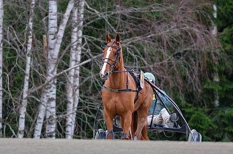 Rattailla istuva Hannu Torvinen on ohjastanut valtaosan Lake's Elmerin starteista. Lauantaina hevosen kyytiin karsinnan tavoin nousee Tommi Kylliäinen.