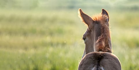"Mikään menestyvä ravimaa ei pärjää pelkillä tuontihevosilla", Kimmo Lampinen painottaa.