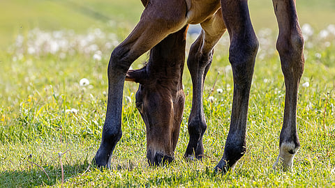 Viime vuoden astustusluvut laskivat suomenhevosilla 7,4 prosenttia ja lämminverisillä noin 7 prosenttia vuoteen 2023 verrattuna.