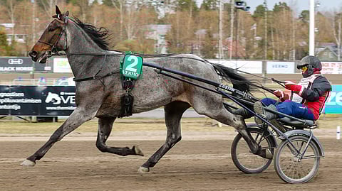 Jouni Myllyharjun valmentama Redhot Tap Dancer on pelihevosia päätöskohteessa. 