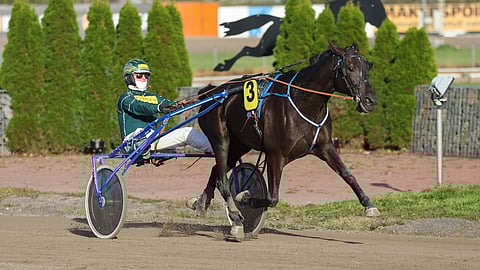 4-vuotias Empere's Black on kunnossa ja ideavihjeen varmavalinta.