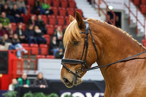 Vekardolla tähdätään taas Helsinki Horse Show'hun.