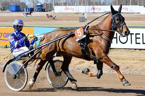 Hurman Viesker on pelaajille melkoinen painajainen. Fysiikallaan jyräävä ruuna on hyvänä päivänään pitelemätön omissa sarjoissaan, mutta laukka ei koskaan tule yllätyksenä.