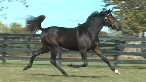 Elfinin lennokasta menoa.