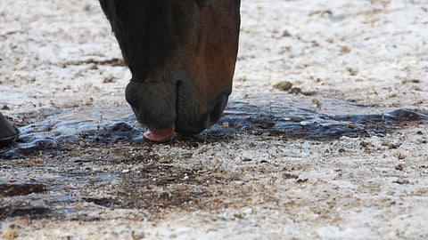 Suolistossa hiekkaa? Tekoälystä toivotaan diagnoosiapua.  