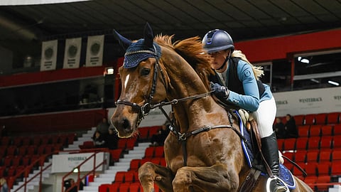 Gabalier on 11-vuotias hannoverruuna, se on ollut Annina Nordströmillä jo pidempään. Kuva Helsinki Horse Show´sta.