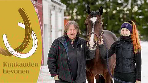 Kuukauden hevonen Mandela Zon voittaa, Reima Kuisla valmentaa ja Mira Oksakari hoitaa.