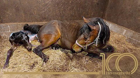 Tamma on erinomainen synnyttäjä ja yleensä kaikki menee hyvin. Apua tarvitaan kuitenkin nopeasti, jos asiat menevät pieleen, minkä takia kaikkia varsomisia on valvottava.