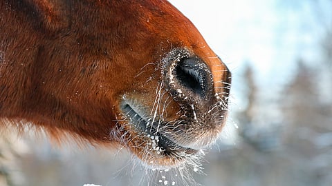 Talvi, pakkanen ja hevonen sopivat hyvin yhteen.  