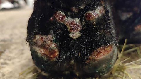 Vuohisrokko näyttää tältä. 