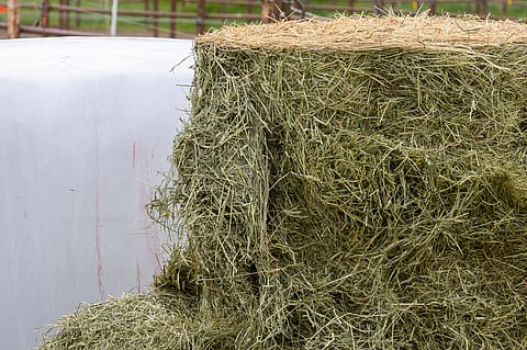 Kirjoittaja epäilee, kuunneltiinko
asetusta laadittaessa lopulta kentän ääntä tarpeeksi.