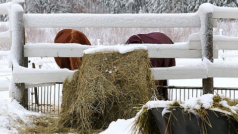 Hevosten talviruokinta.