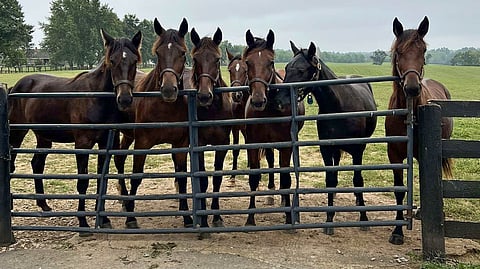 Yksivuotiaita tammoja Hunterton Farmilla.