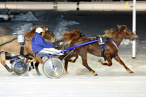 Luosalan Taistolla on kaikki tarvittavat ominaisuudet noustakseen ykköstasolle. Se on nopea, ravivarma ja vauhtikestävä ori, jonka kehityskaari näyttää ylöspäin.
