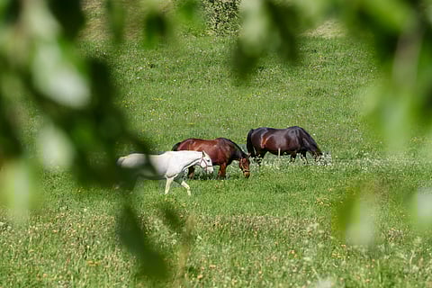 Kuvituskuva: Hevosia laitumella