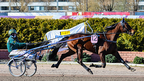 Furies Rain on kilpaillut urallaan 58 kertaa.