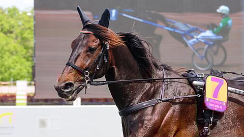 Vivid Wise AS kiinnostaa kaikkia suurkilpailujärjestäjiä - myös Vermoa.