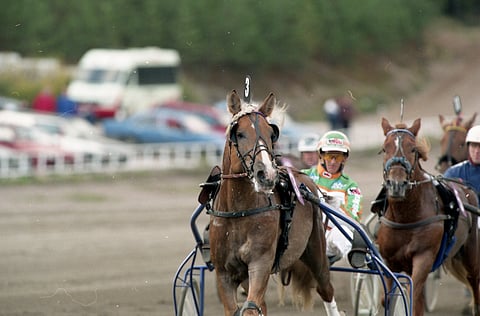 Liising teki historiaa viime vuonna, kun sekä kuninkuuskilpailun kolme ensimmäistä että ravikuningatar olivat kaikki Liisingin jälkeläisiä.