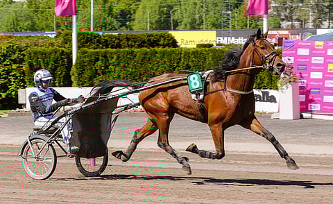 Global Agency kilpaili Solvallassa Elitloppet-viikonloppuna 2021.