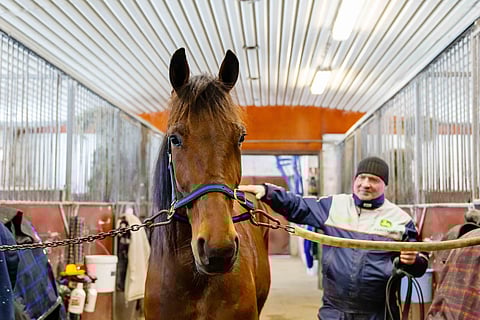 Xeven Leader on voitokas hevonen.