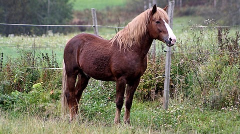 Vanhana eläkeläisenä Lorentso oli yhä hieno. 