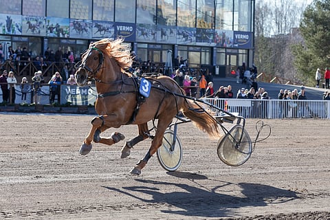 Riksun Kingi pääsi Vermossa karkumatkalle.