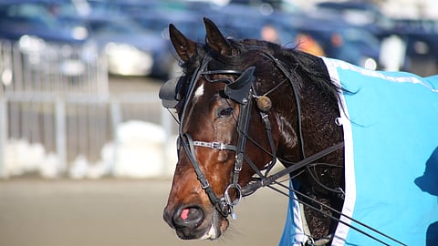 Fairy Wind omaa erikoisen luonteen, mutta radalla se keskittyy vain ja ainoastaan kilpailemiseen. Siitä osoitus on sen laukkaprosentti, joka on pyöreä nolla. Voittoprosentti taas on 54.