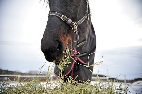 Heinätarjoilu on hevoselle paitsi ravitsemuksen ja kokonaisvaltaisen hyvinvoinnin perusta, yleensä myös merkittävä positiivinen vahviste.