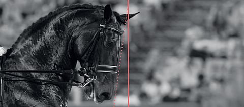 International Society for Equitation Sciencen (ISES) on suositellut lisätutkimusta koskien hengitysvaikeuksien linkittymistä hyperfleksioon. 