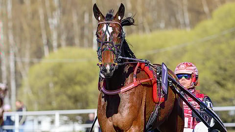 Halley Wania avaa 5-vuotiskautensa Suur-Hollolan Best Ladyssa.