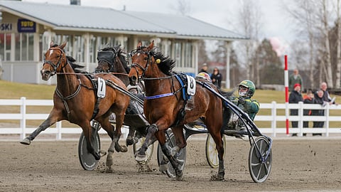 Velvet Gold (7) tarjosi EL Indeedille (8) hienon vastuksen Suur-Hollolan Best Ladyssa.