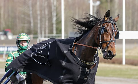 Goldas Love karkasi Jukka Torvisen kipparoimana Toto75-voittoon. Tamma oli menohaluinen vielä kisan jälkeenkin.