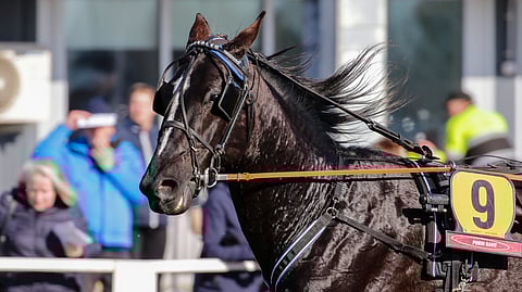 Consalvo on tienannut urallaan jo lähes 400 000 euroa.