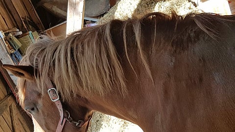 Apurahaa myönnettiin muun muassa suomenhevosen perinnöllistä altiutta kesäihottumalle selvittävälle tutkimukselle