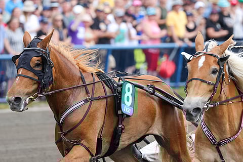 Lumi-Oosa vei viime kesänä kuningattaren seppeleen ainoastaan 0,1 sekunnin erolla Suven Samettiin.