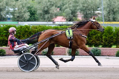 Raskolnikov Fridon uran statistiikaksi jäi 59 starttia totosijoin 9–2–12, voittosumma 221 679 euroa ja ennätys 12,9.