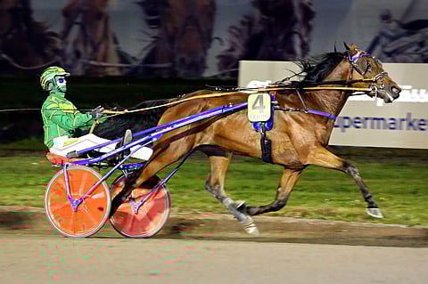 Coktail Cake kilpaili 3-vuotiaaksi asti Vermossa ja ehti valloittamaan Vermonkin. 