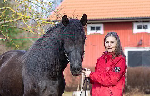 Marketta Korpelainen-Reinilä nauttii elämästä kotitilallaan hevosten kanssa. Kahdeksanvuotias musta tamma Reinilän Ilotella on pokannut palkintoja varsanäyttelyistä. Sekin on Tähti-Tellan kolmatta polvea.