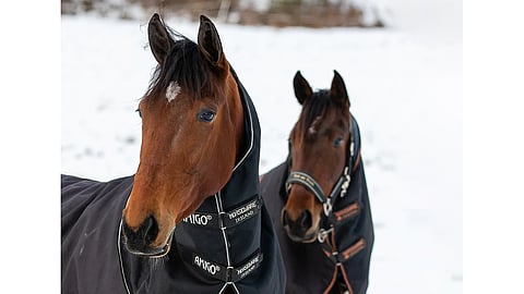 EL Indeed pyrkii kurottamaan lauantaina Jokimaalla Best Ladyksi. Takana E.L. Lollipop.