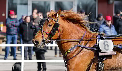 Rekilammen Saulin voittosumma on jo yli 160 000 euroa.