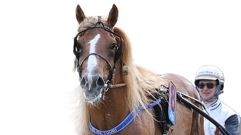 Lähteekö H.V. Tuuri Elikampeniin