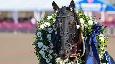 Fellow Wise As voitti Solvallassa Elitloppet-viikonloppuna.