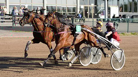 Shackhills Glory piti tiukassa matsissa Cool Flamen takanaan.