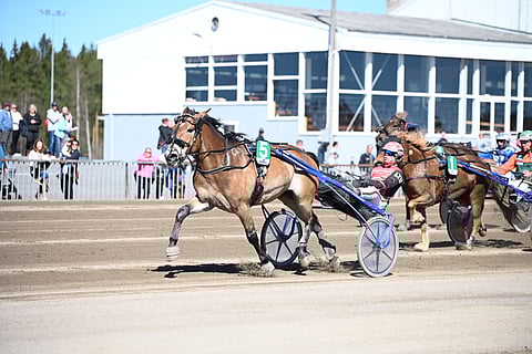 Vauhdikas-Venla voitti kuvan Pilvenmäki Specialin karsinnan ja sijoittui finaalissa kolmanneksi.