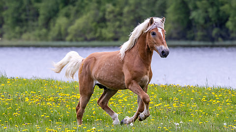 Kirjoittaja muistuttaa, että hevosta voi pitää hyvin monella tapaa.