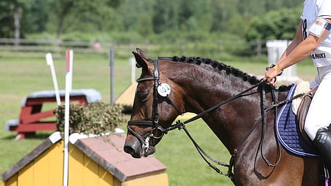 Pariisiin valmistautuva Bofey Click on käyttänyt maastoradalla aina kolmipalaa. Rataesteille kuolaimen etsiminen on ollut vaikeampaa.