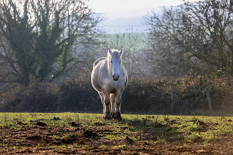 Lihava hevonen täytyy laihduttaa, sanoo eläinlääkäri. 