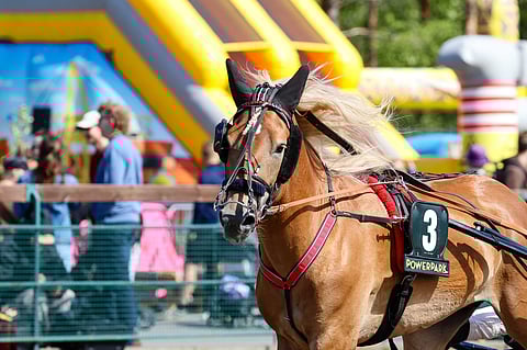 Raviurheilu hevosurheilu ravihevonen