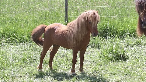 Nordiclights Warbucks Illusion on jalostusori ja tilan ylpeys. Se on pieni, jopa pienten joukossa. 